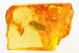 Detailed Fossil Woodlouse (Isopoda) In Baltic Amber - Rare! #275383-1